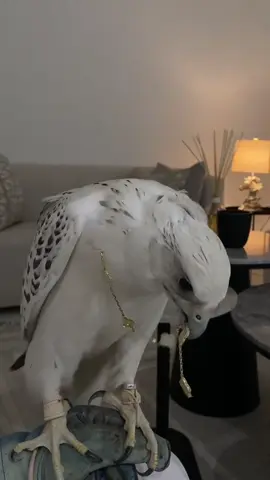 ي ابو عيون قتاله هذي ماهي بحاله 🙄##