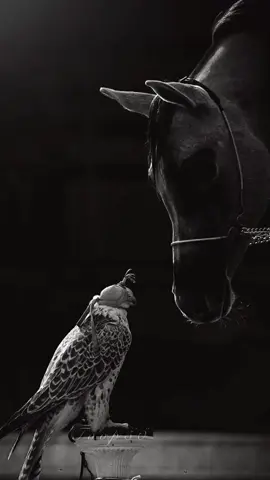 مثل ما البناء صعب والهدم سهل كذلك الخصال الحميدة والقبيحة #تركي_بن_عاصم #عاشق_الخيل 