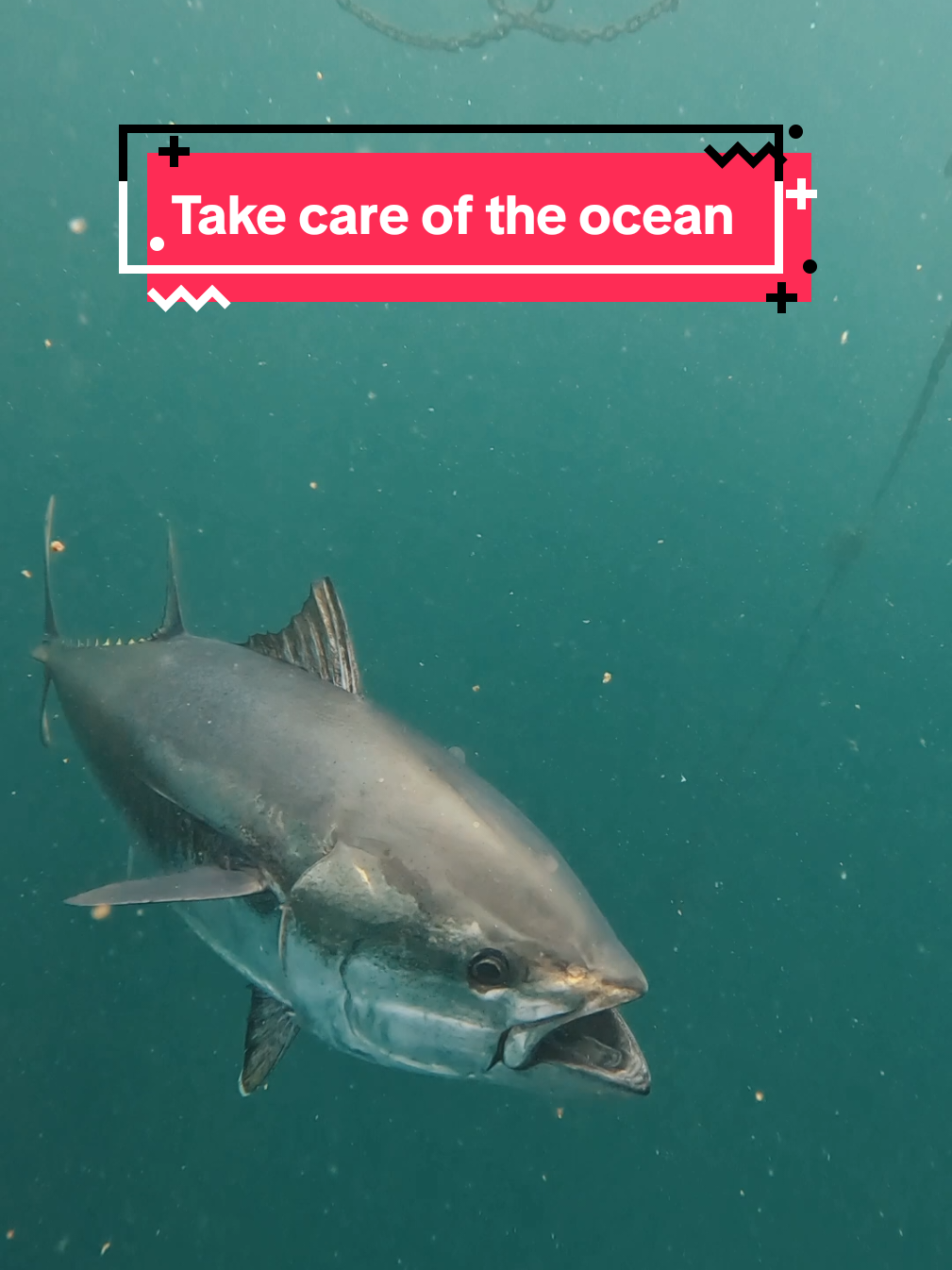 We must plant the sea and herd its animals using the sea as farmers instead of hunters. That is what civilization is all about - farming replacing hunting.” #morroco🇲🇦 #explore #tuna #fypシ゚ #ocean 
