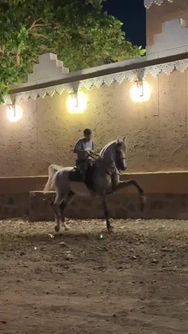 برق حفيد مروان الشقب الله يبارك فيه ماشاءالله 🤍#خيل_وخياله🐎 #حصان_عربي_اصيل 