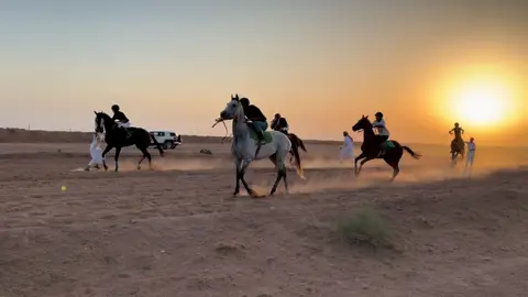 ميهاب المراشده🥇#خيل_وخياله🐎 #عفيف_اكسبلور #ميدان_الملك_عبدالعزيز_للفروسية #حماية الطرقا#ميدان_الملك_خالد_للفروسية 