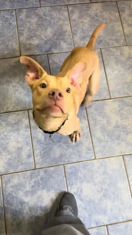 Nemo LOVES cheese!!!  Dear future adopter, please be sure you budget for cheese!!! #Nemo #puppy #cheese #adopt #blessed
