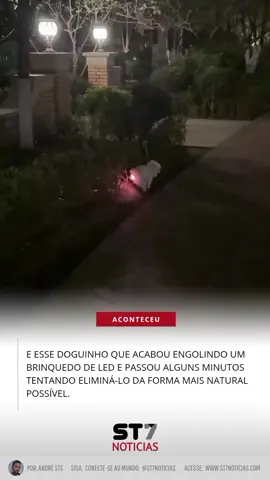 E esse doguinho que acabou engolindo um brinquedo de LED e passou alguns minutos tentando eliminá-lo da forma mais natural possível. #ST7noticias 