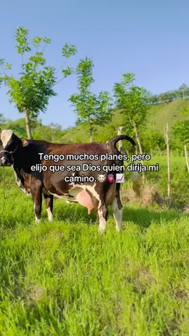 🐮📈🫀#vaquero #vidaderancho #sueñosymetas #ganado #vacas #ganadero #agro #ranchito #🐮 