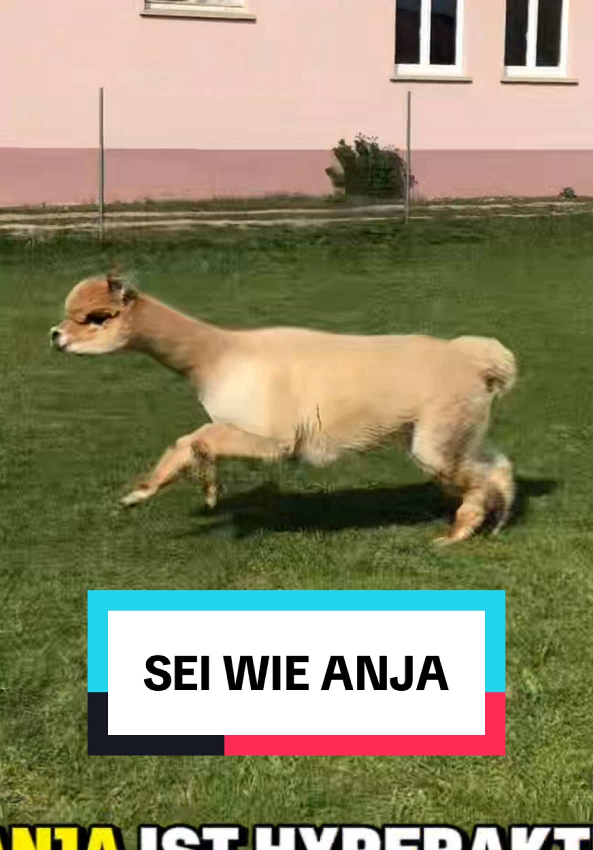 Bewegung tut gut 😅 #alpaka #anja #fyp #lustig #tiere 