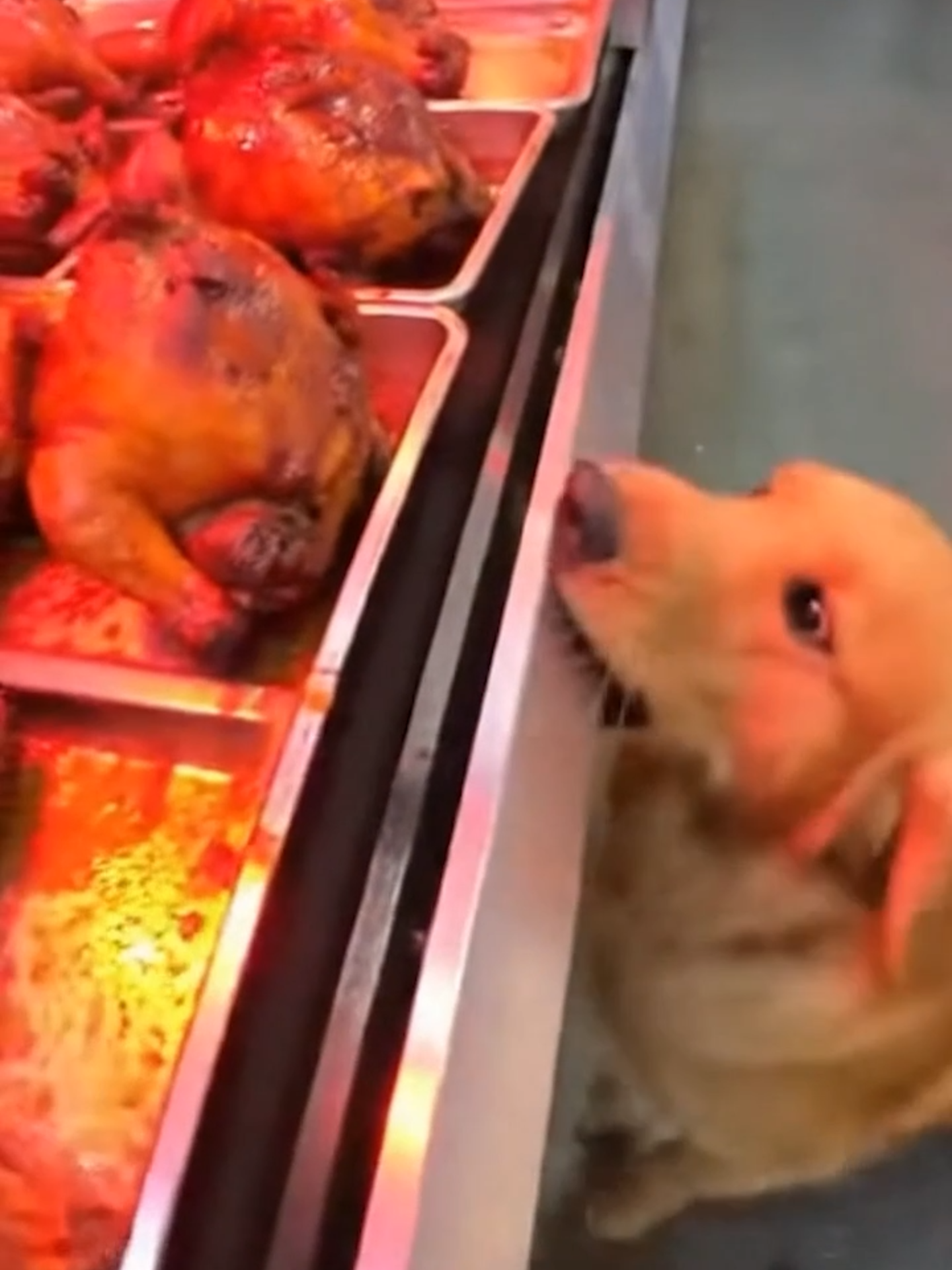 Cuando un perrito decide robar… ¡un pollo! 🐔😂 La policía como detenerlo  ¿Quién ganará esta persecución épica? #PerroLadrón #PolicíaVsPerrito