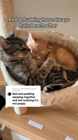 Replying to @jackandoreo’s dad This really was one of the greatest moments ever. Oh I miss baby Red so much!  A lot has stayed the same since then… including the fact that Red and Pudding still hate and avoid each other 🤷🏻‍♀️ #cat #funny #cats #catsoftiktok #kitten 
