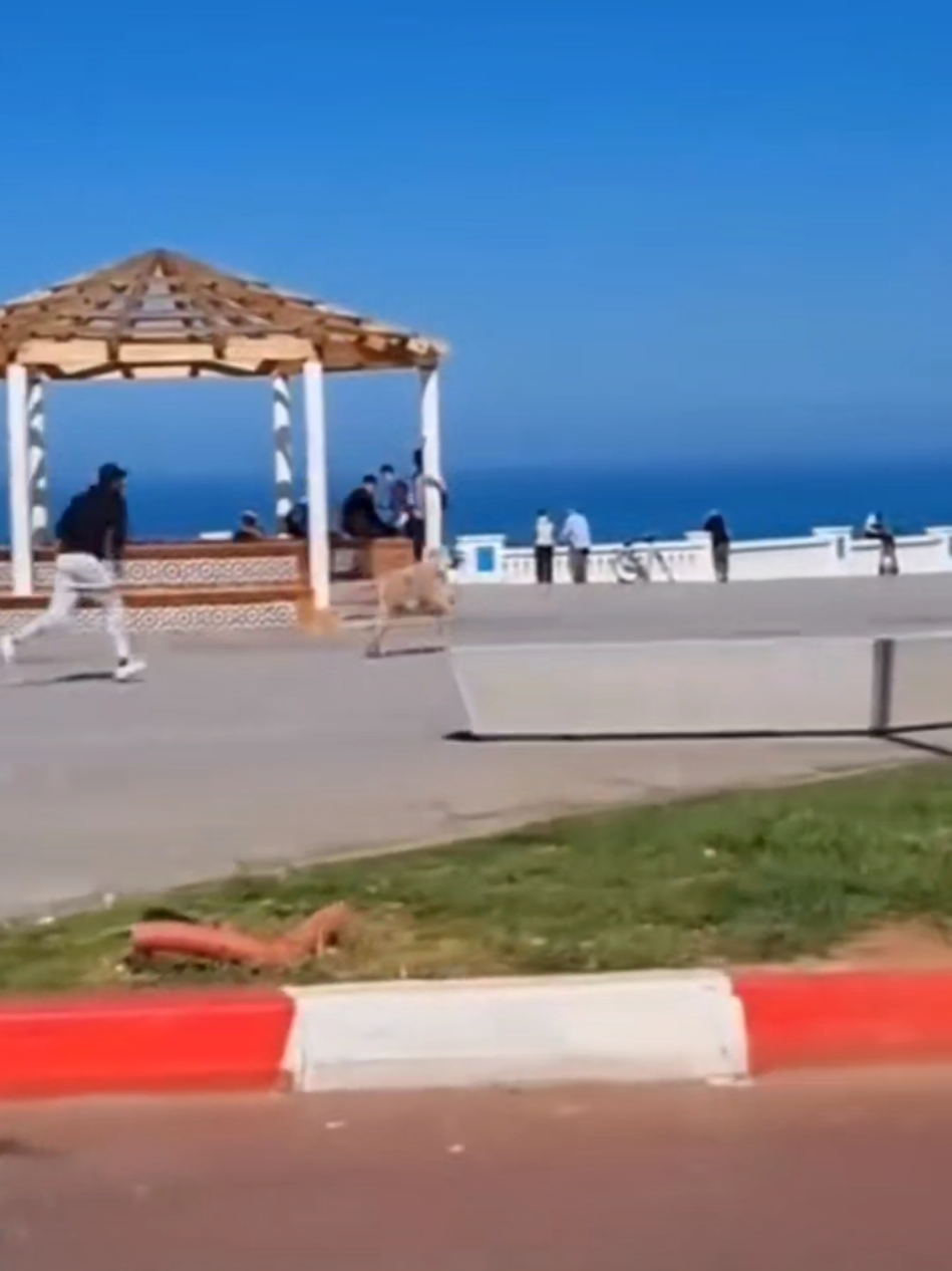 #LIVEIncentiveProgram #LIVEwithlowfollowers #PaidPartnership #larache42📍🇲🇦 #larache_moroco❤ 