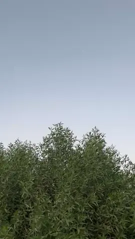 العوو🍓😉