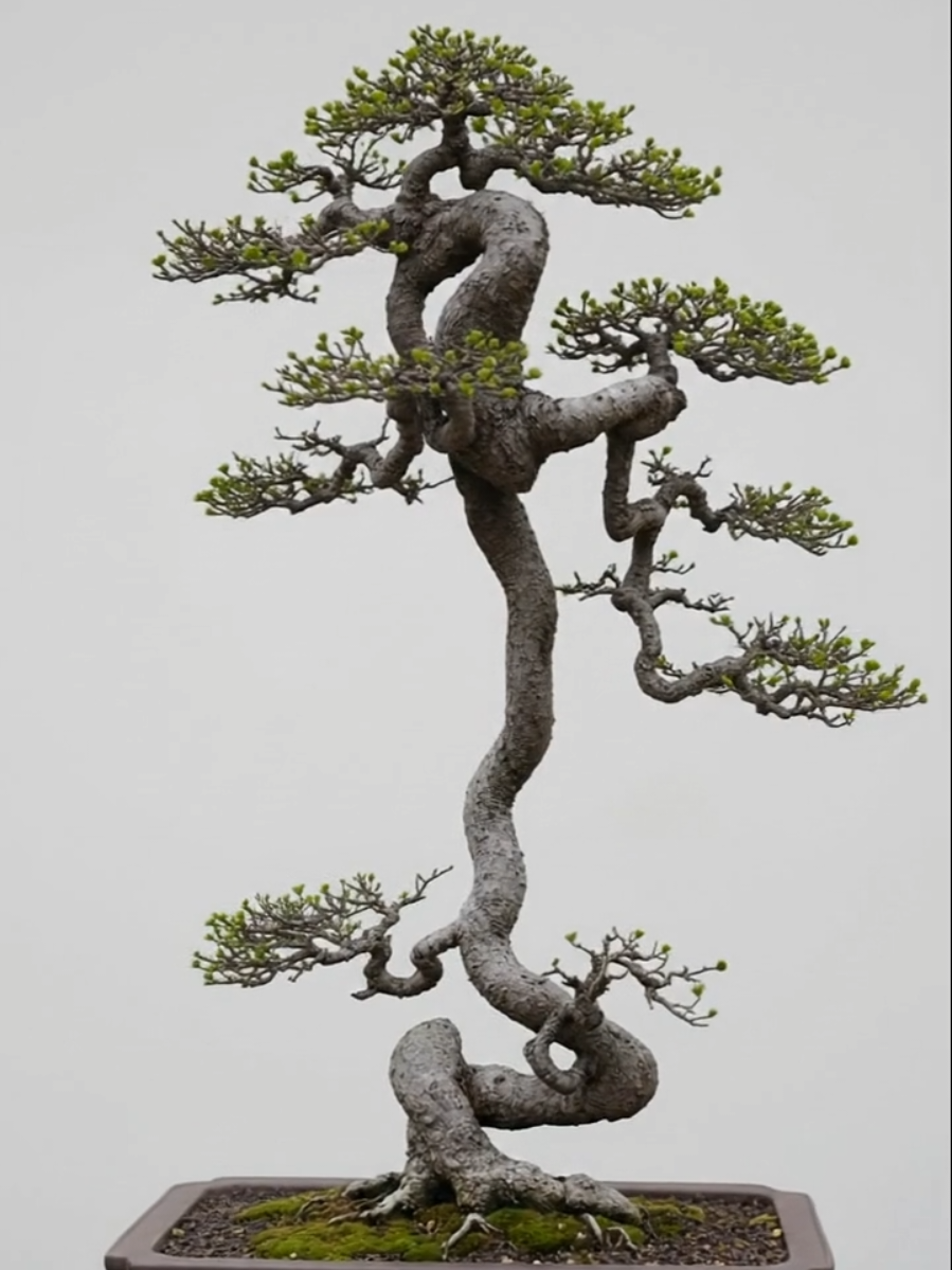 Chân dài #bonsai #bunjin #bonsailife #bonsaiart #bonsaiworld @Hoàng Bằng @Hoàng Bằng 
