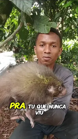 ouriço cacheiro #animal #natureza 