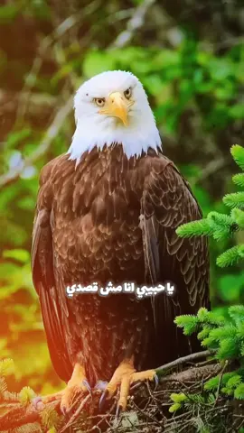 بدون اي مقارنة_تمام#ابعتهالوو⚔️🧿 #ترند #تصميم_فيديوهات🎶🎤🎬 #fyppppppppppppppppppppppp #الشعب_الصيني_ماله_حل😂😂 