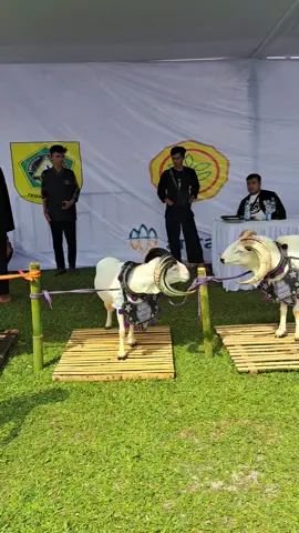 butut domba na duhh... #pdpsugihjaya1 #pdpsugihjaya #sahabat_sugihjaya 