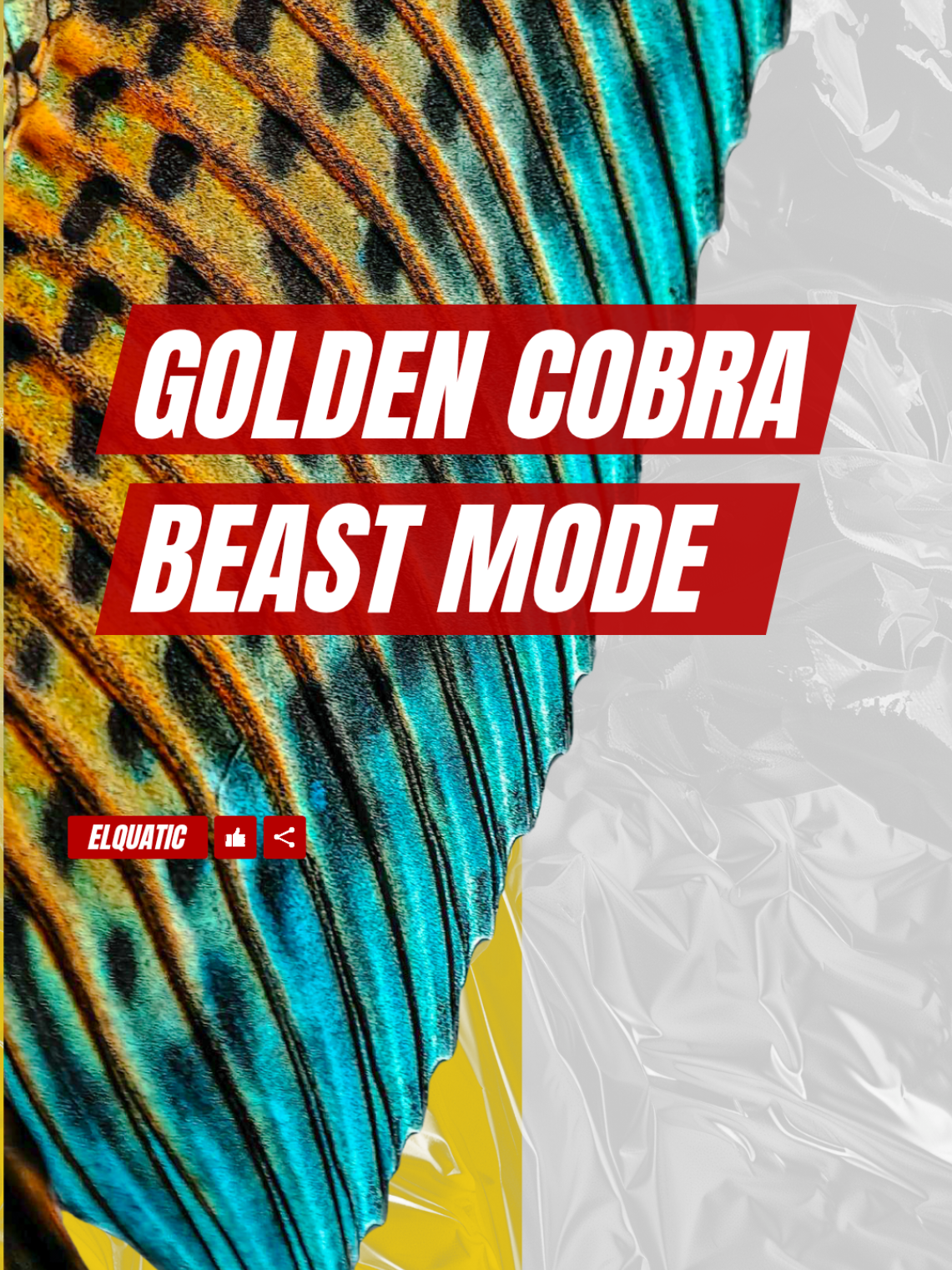 Golden Cobra: The ultimate predator of the aquarium.   With its blazing gold patterns and fierce attitude, Channa aurantimaculata isn’t just another fish—it’s a living symbol of raw power and dominance.   What’s your take on the Golden Cobra? Share it in the comments below!   #foryoupage  #trending #fyp #channa #channaauranti