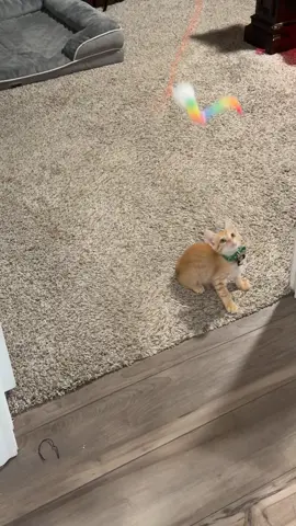 Charlie loves this toy.  Get you one!! 