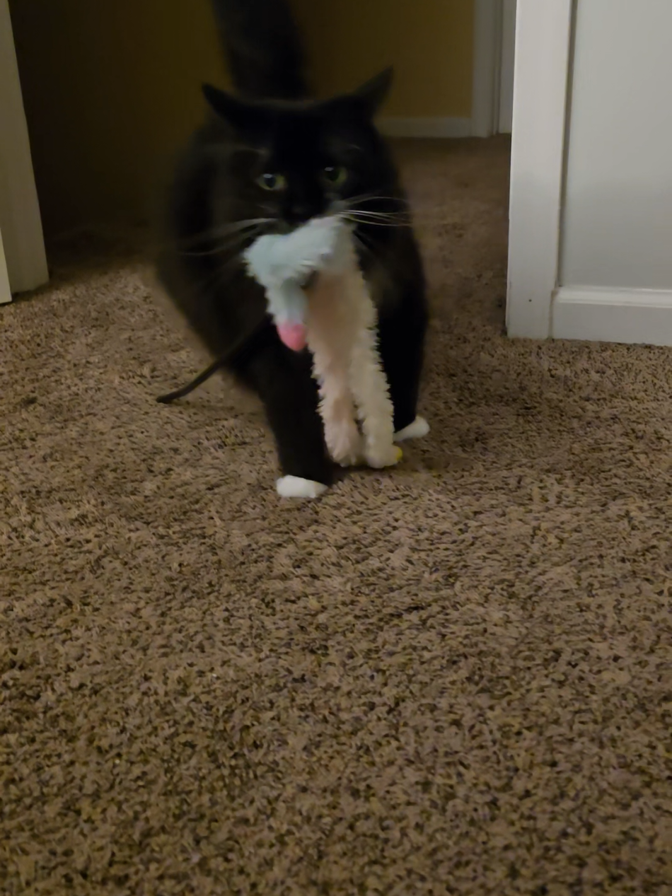 Better late than never! Don't mind the messy room. #PetsOfTikTok #catsoftiktok #tuxedocat #fyp #cat 