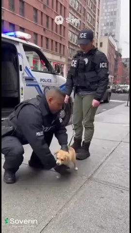 ICE agents arresting dogs now?? #fyp #sora #dog #viral