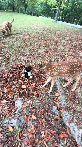 That boy is corrupt🫣 #funny #deer #cats #dogs #animals 