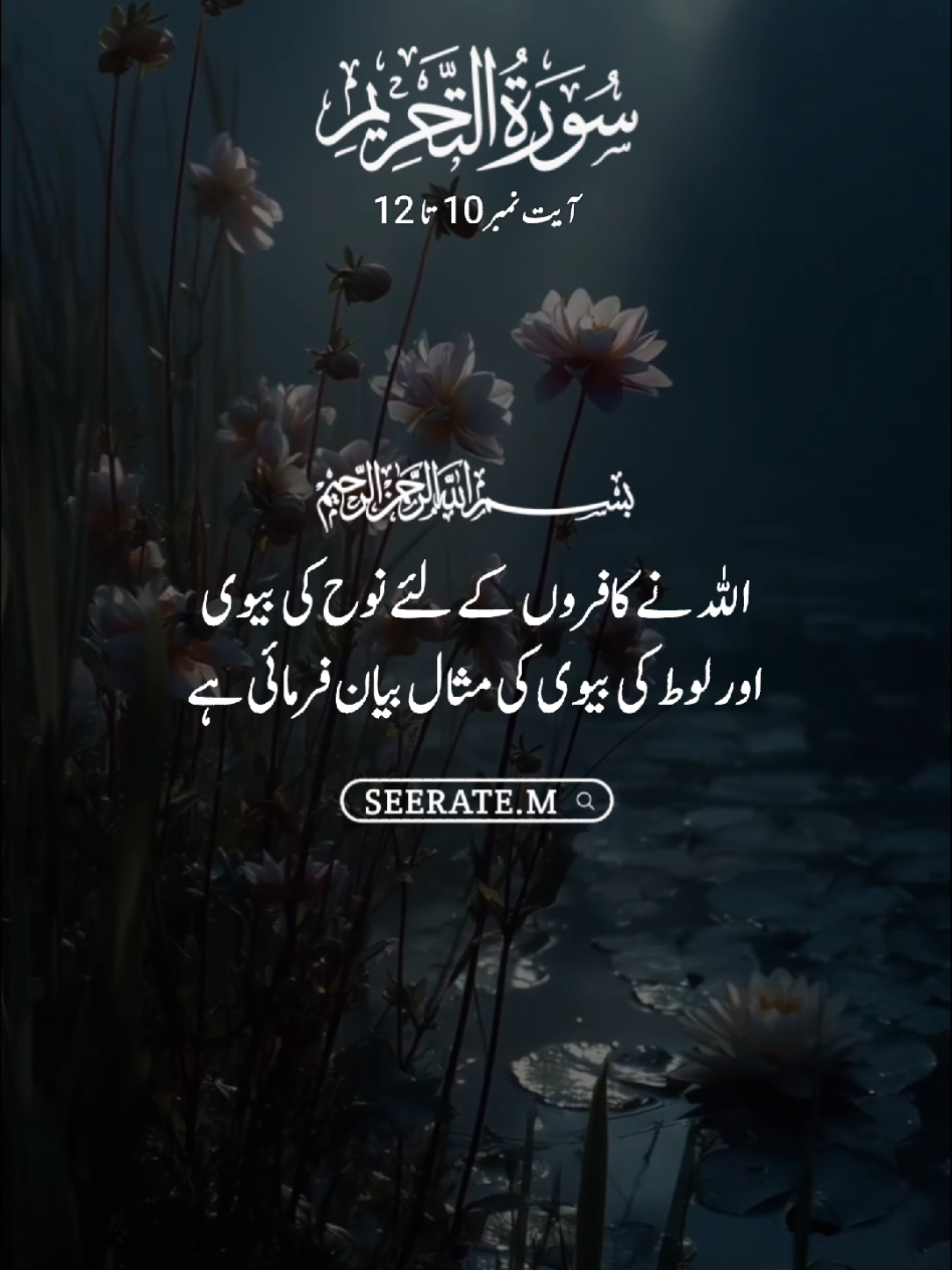 Quran kareem with translation 😍  surat ut tehreem ayat no 10 to 12 #quran #hadees #islam #seerate_m #viral 
