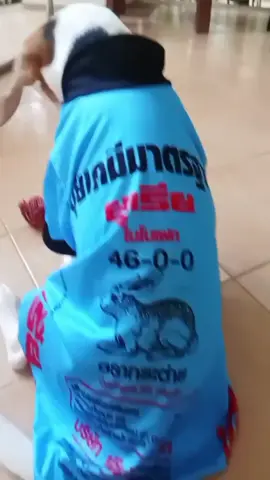 ซื้อปุ๋ยเเถมมหมา😂🙉🐶 #ปลาทูหมาดื้อ🐟🐶 #หมาบีเกิ้ล #สัตว์เลี้ยงtiktok 