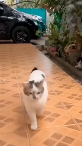 #foryou #foryoupage #cute #cat #trending 