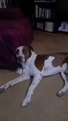🤣🤣🤣🤣🤣🤣#myfurbaby #gottalovehim #PetsOfTikTok #massfollowing🔥🔥 