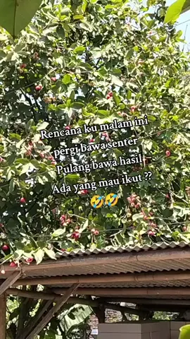 Hayoo merapat,kita rujakan🤣#Guyon #lucu #justcontent #ngakak #jambuair 