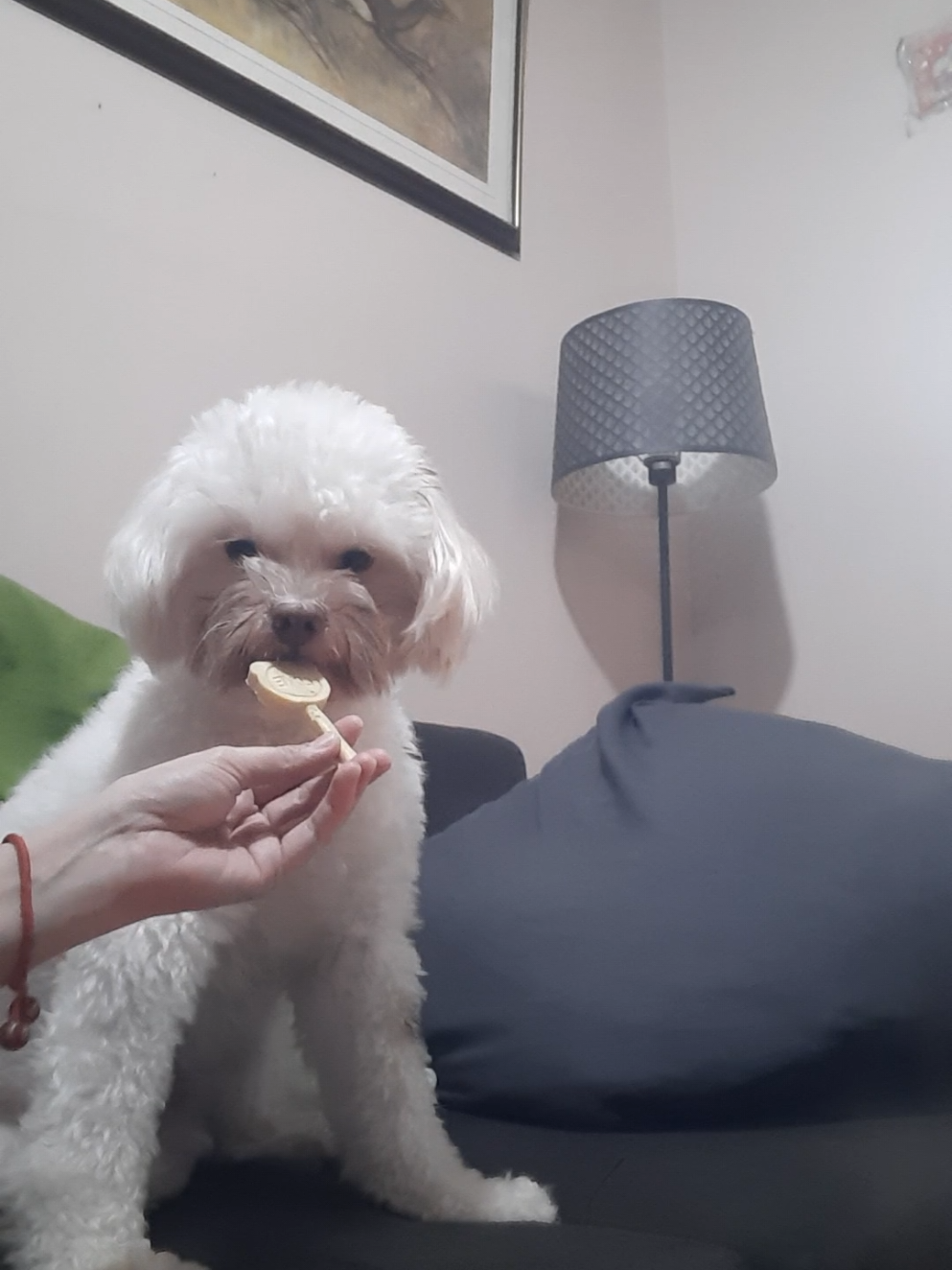 SHAWTY GOT HIS FIRT CHEESE LOLLIPOP!  He tried a cheese lollipop for the 1st time and it was love at first lick!  He sniffed it, liked it and licked it!  #fyp #foryoupage #shawty #poochin  #cheesechuplollipop @agacruz18 