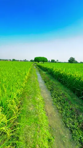 #میرا۔سوہنا۔پنڈ۔ٹھٹھہ۔ضلع۔قصور۔🌾🌲🌱🍂 #AdeelJaat #unfreezemyacount #donotunderreviewmyvideos 