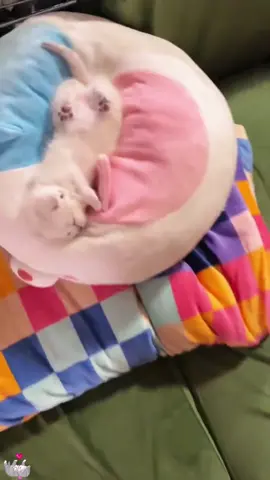 Interesting little cat#cat#funny#cute#foryou 