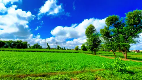 Mod ja sadi hassi nii #پنجابی_کلچر🌾🍂 #panjabiculturephotography #pleaseunfrezzemyaccount #viralmyvideo #272hr 