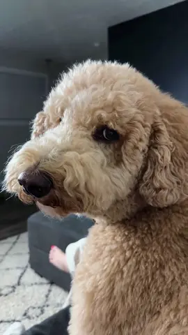 The dog doesn't like my significant other.#dog#funny#funnyanimals#funnypets#animals #dogsofttiktok #pet #foryou #longervideos