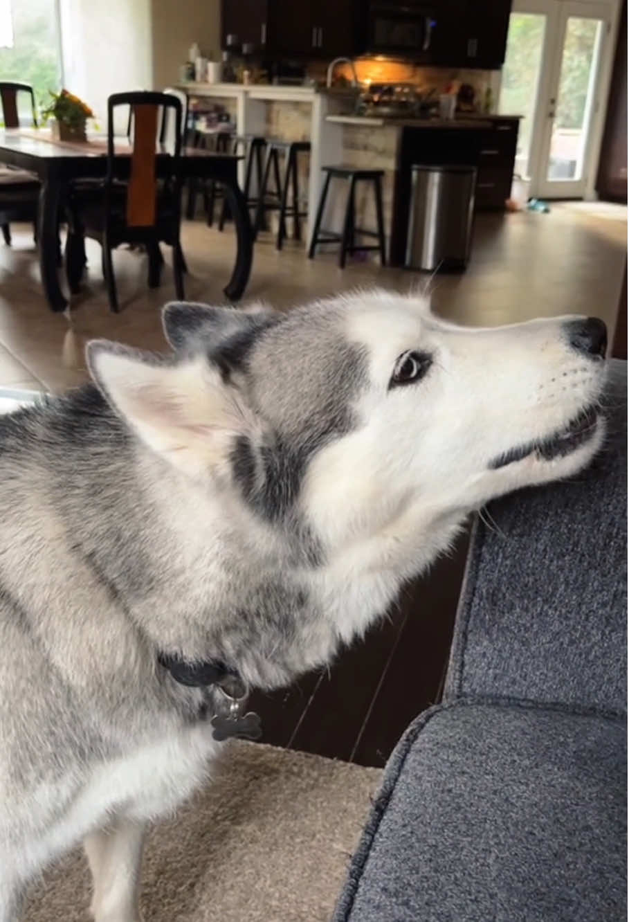 The dog wants say something to you. #funnydog #dogsoftiktok #foryou #fyp #usa🇺🇸 