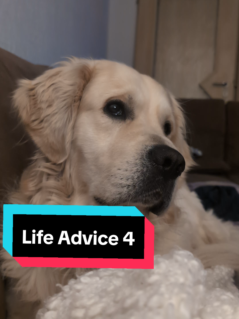 Always take Life advice from a golden Retriever  #goldenretrieverlife #dogsoftiktok #gratitude 