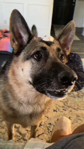 #fyp #germanshepherd #dog #gsd #viraltiktok 