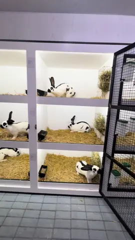 #rabbit #fluturegerman #passion #romania🇷🇴 #iepuriiluibogdan 