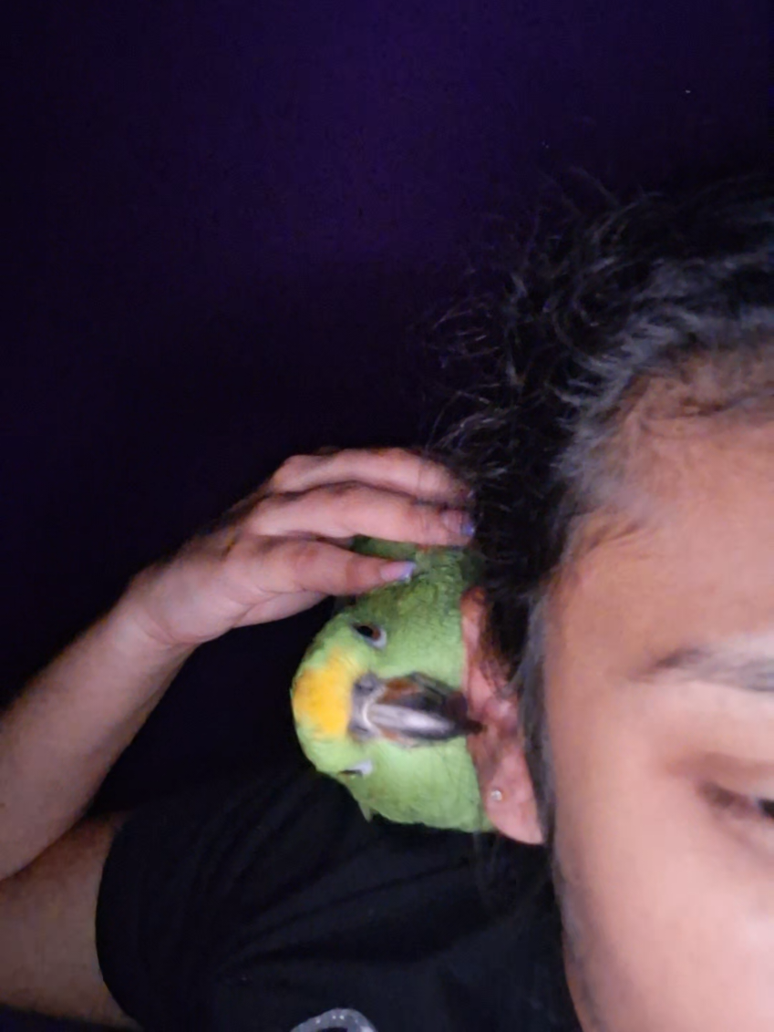 🤣🤣 #tiki🦜 #birdmom #fypシ♡ 