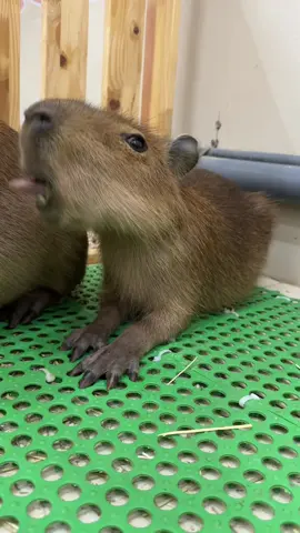 Ê ê Capybara #capybara #pet #trend #animal 
