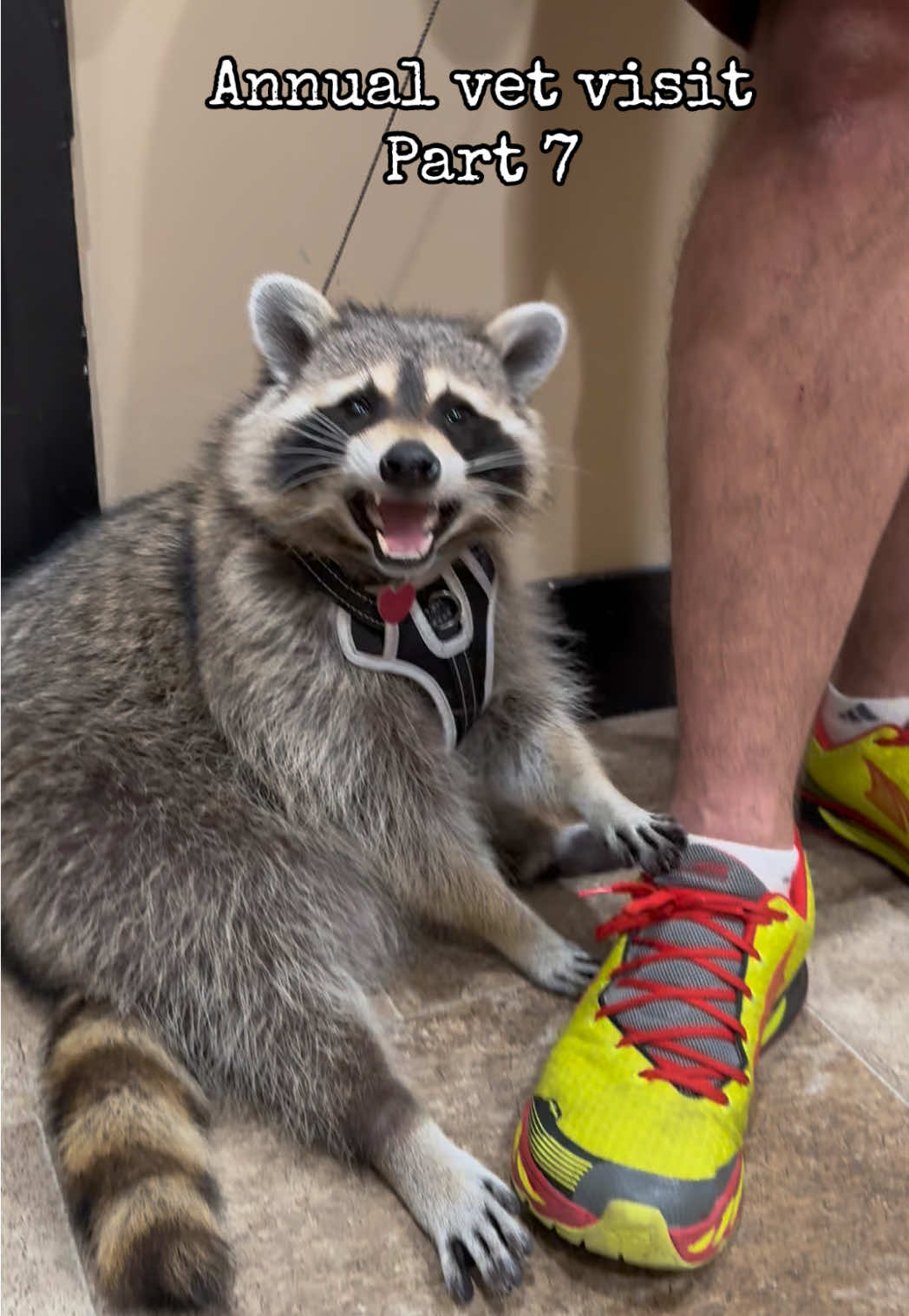 While there’s no “official” rabies vaccine for Raccoons, vets and studies advise the K9 rabies vaccine is every bit as effective in Raccoons as it is in K9’s. Reggie gets a “3 year” rabies vaccine every year, just to be extra safe. He also gets the other annual K9 vaccines, and dewormer every 4-6 months. 