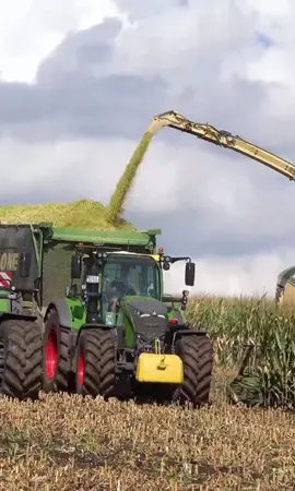 Corn 2025, silage corn harvest. P5.5. #agri #agro #harvesting 