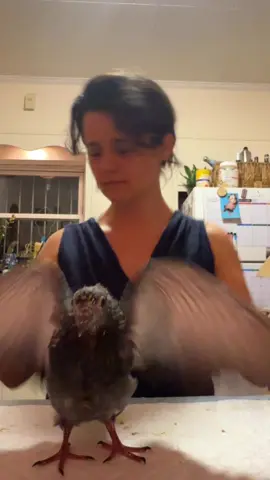 Happy happy flappy flappy dance party  #pigeon #badbunny #babypigeon #rescue #dance 