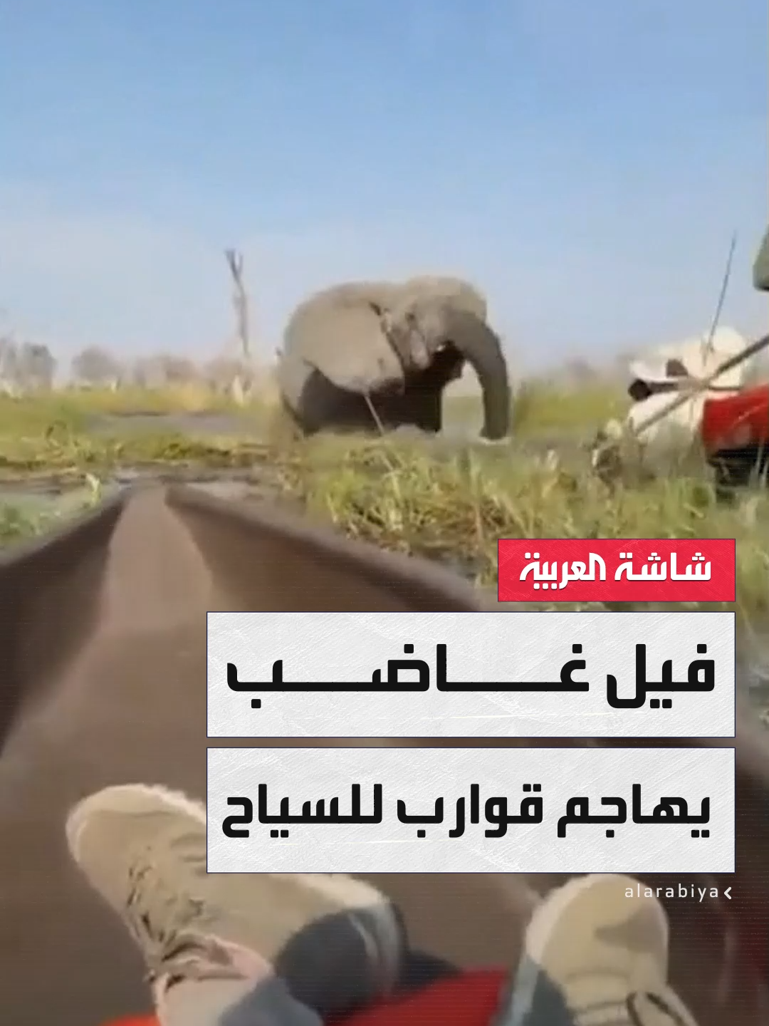 بسبب صغاره.. فيل غاضب يهاجم قاربًا على متنه سياح بريطانيون وأميركيون في أحد أنهار بوتسوانا ما أدى إلى انقلاب زورقين وإلقاء ركابهما في الماء #تفاعلكم #قناة_العربية  @tafa3olcom