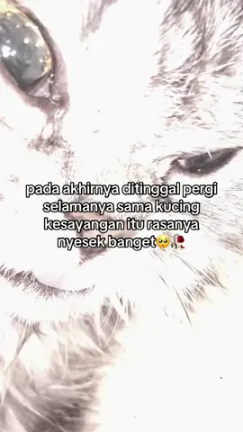 #cat #kucingkesayangan #fyp #lewatberandamu #catlovers 
