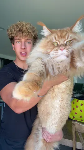 #mainecoon 