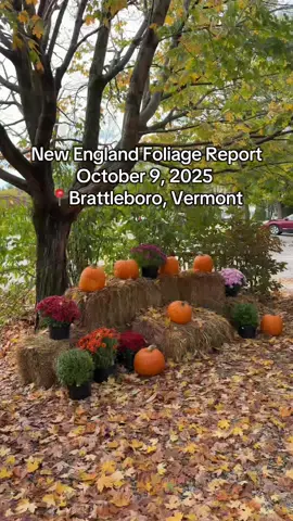 🍁 New England Foliage Update — October 9, 2025 🍂 Colors are on fire in the south of New Hampshire and Vermont, while the southern states like Massachusetts and Connecticut are just starting to glow. ✨ Highlights: BEST BETS: southern Vermont like Brattleboro, Bennington,   New Hampshire:  lakes region and Dartmouth Maine- Augusta and Bar Harbour are looking good!!  Massachusetts: Mohawk trail and shelburne falls!  Unfortunately: Northern Vermont, the White Mountains in NH, and interior Maine are what I’d say past peak. Many parts of Maine are showing 50–70 % change, with the far north hitting 70–100 %. But heads up — drought stress means some patches might be muted or drop leaves early. Southern New England (Mass., CT, RI) is trailing — peak will hit mid- to late October in many spots. Top spots (typically but many are past peak)  Kancamagus Highway, NH — classic sweeping views + elevation shift Franconia Notch, NH — rugged mountain valleys & leaf tunnels Vermont’s Route 100 & Smugglers’ Notch — rolling hills + scenic byways Northeast Kingdom, VT — remote & vibrant foliage Interior mountain roads in Maine — less traffic, more reward CT’s Route 169 “Quiet Corner” — underrated but charming drive 📹 Pro tip: film during golden hour (sunrise or sunset) — reds & golds really pop. Try slow pans, leaf-closeup transitions, and mix wide vistas with intimate forest shots. #newengland #LeafPeeping #AutumnVibes #FoliageSeason #fall  