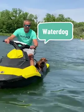 Summertime! #dachshund #hankthedoxie #doxiesoftiktok #dachshundlife #dachshundsoftiktok 