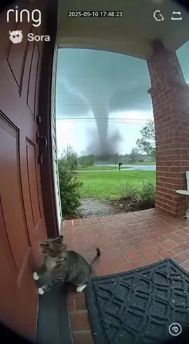 Cat #cat #tornado #wind #fling #sora 