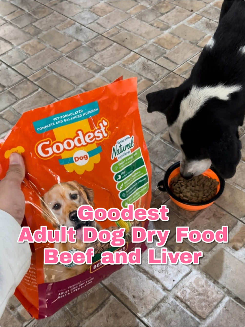 Give your dog the goodest ✨ #goodest #goodestadultdogdryfood #dogdryfood #dogfood @Goodest PH 