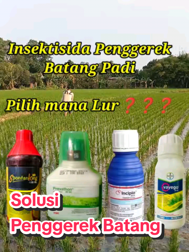 Insektisida Penggerek Batang Padi  ✅ Spontan king  ✅ Prevathon  ✅ Incipio ✅ Vayego Pilih mana Lur❓❓❓ #PenggerekBatangPadi #Sundep #Beluk #HamaPadi #PengendalianHamaPadi