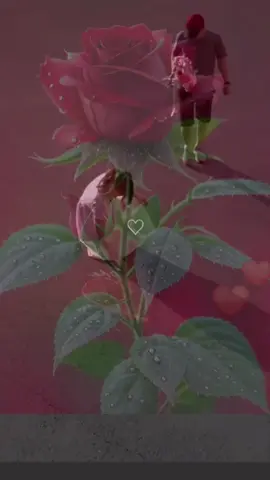 #💖💖💖💖💖💖 #❤❤❤❤❤ #🌹🌹🌹🌹🌹🌹🌹🌹🌹🌹🌹🌹 #توحشتك #👑👑👑 